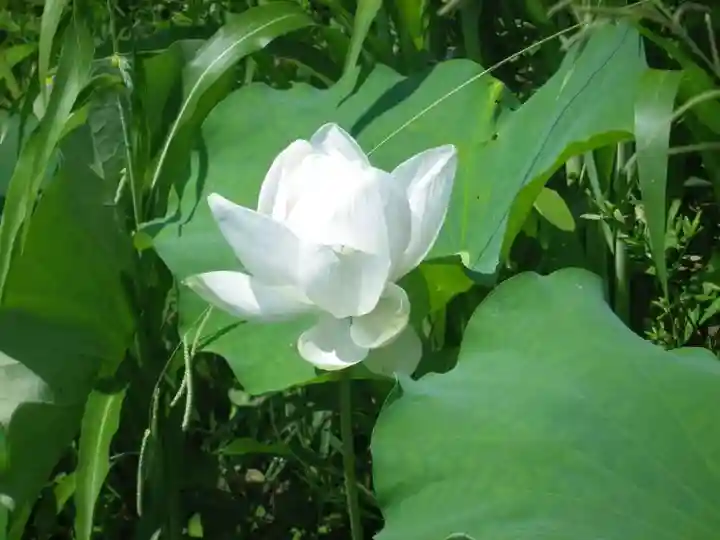 浄名寺(山口県)