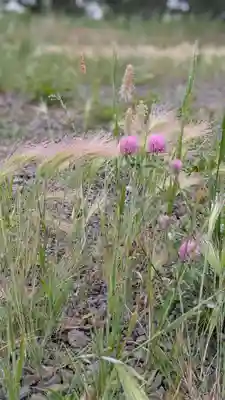 珸瑶瑁金刀比羅神社(北海道)