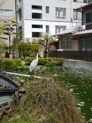 大阪天満宮の動物