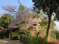 牟禮山観音禅寺の自然