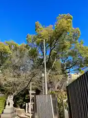 堀越神社の自然