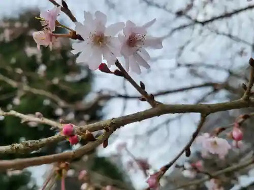 櫻岡大神宮の自然