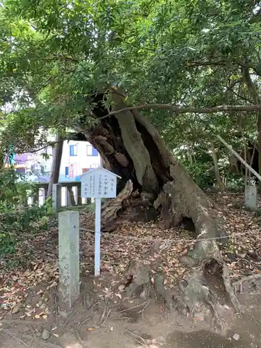 三嶋大社の自然
