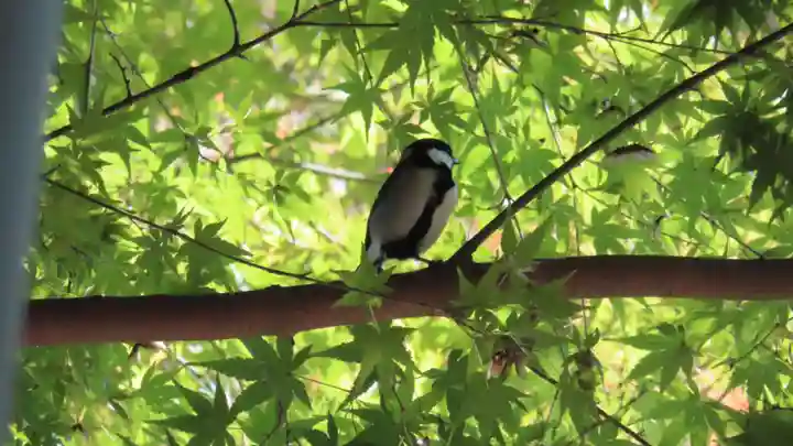 明月院(神奈川県)