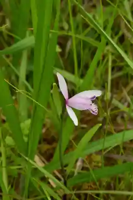 黒澤大師(徳島県)