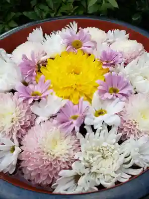 増上寺塔頭 三縁山 宝珠院の手水舎