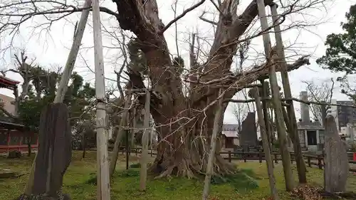 飯香岡八幡宮の自然