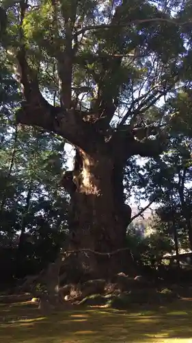川津来宮神社の自然