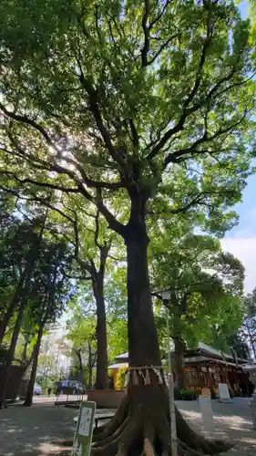 星川杉山神社の自然