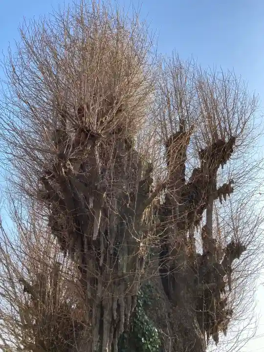 前橋八幡宮の{uncategorized: "未分類", other: "その他", undefined: "問題あり", building: "その他建物", grave: "お墓", sacred_gate: "鳥居", guardian: "狛犬", statue: "像", buddha: "仏像", history: "歴史", nature: "自然", garden: "庭園", animal: "動物", pagoda: "塔", temizu: "手水舎", mountain_gate: "山門・神門", sanctuary: "本殿・本堂", subordinate: "末社・摂社", art: "芸術", scenery: "景色", jizo: "地蔵", ema: "絵馬", goshuin: "御朱印", omikuji: "おみくじ", items: "授与品その他", amulet: "お守り", goshuincho: "御朱印帳", eats: "食事", festival: "お祭り", votive_dance: "神楽", shichigosan: "七五三参", wedding: "結婚式", experience: "体験その他", initially: "初詣", around: "周辺", anti_infection: "感染症対策"}