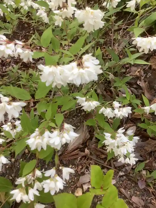 玉野御嶽神社の自然