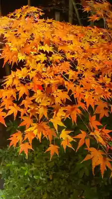 知恩院(京都府)