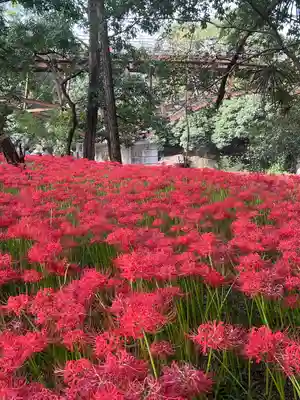 高麗神社(埼玉県)
