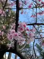 桜神宮の自然