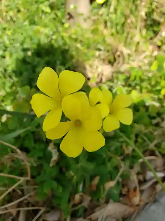 鷺宮八幡神社(東京都)