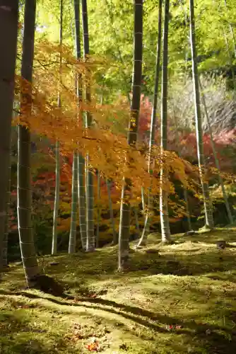 常寂光寺(京都府)