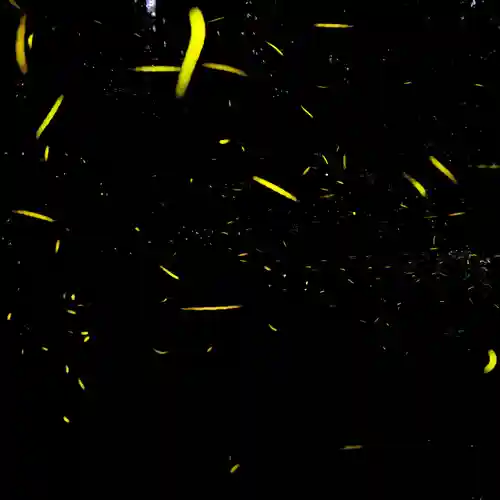 諫早神社（九州総守護  四面宮）(長崎県)