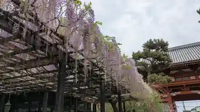 葛井寺(大阪府)