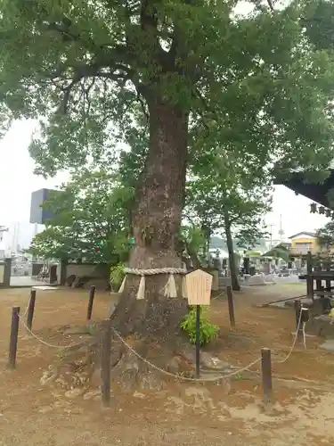 龍泉寺（足利厄除大師）(栃木県)