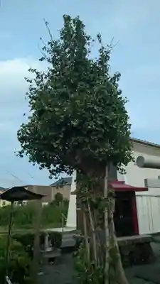 黒嶋稲荷神社の自然