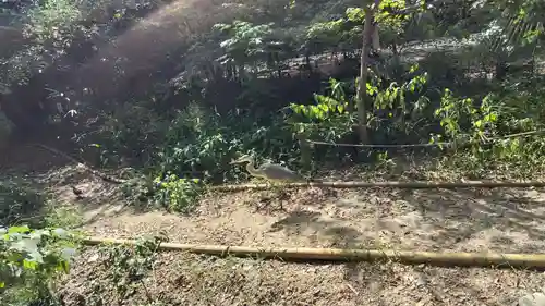 賀茂御祖神社（下鴨神社）(京都府)