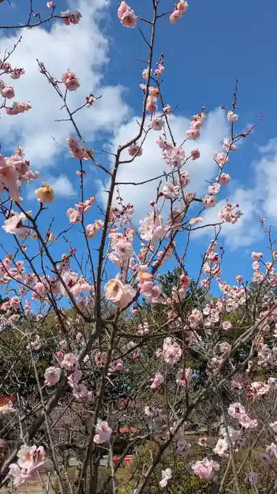 隨心院(随心院)(京都府)