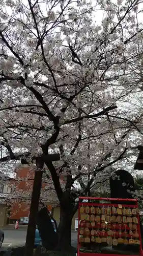 鎮守氷川神社の自然