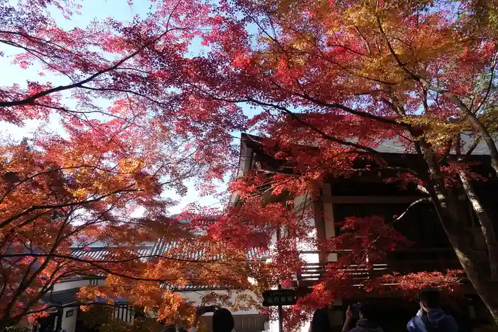 三千院門跡の自然