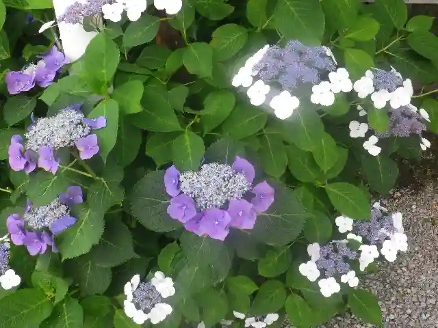 御霊神社の自然