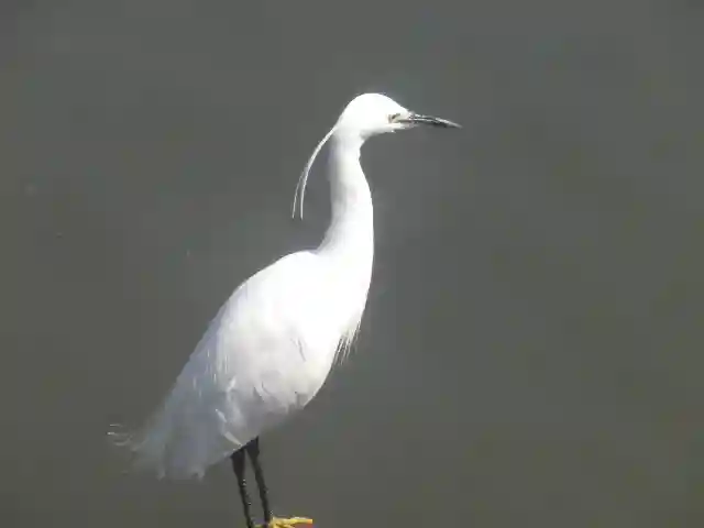 鶴岡八幡宮の動物