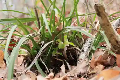 鹿島大神宮の自然