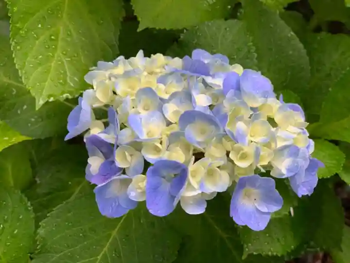 妙楽寺(神奈川県)