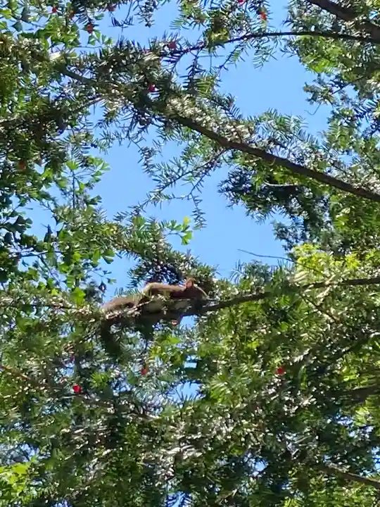 南豪神社の動物