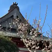 勝覚寺の自然
