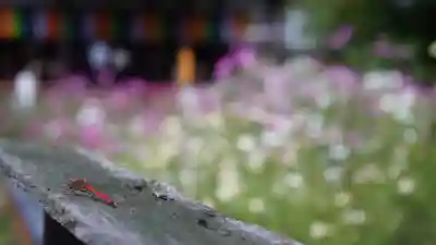 般若寺 ❁﻿コスモス寺❁(奈良県)
