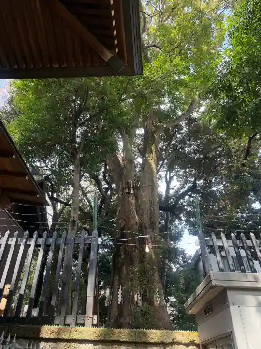 太子堂八幡神社の{uncategorized: "未分類", other: "その他", undefined: "問題あり", building: "その他建物", grave: "お墓", sacred_gate: "鳥居", guardian: "狛犬", statue: "像", buddha: "仏像", history: "歴史", nature: "自然", garden: "庭園", animal: "動物", pagoda: "塔", temizu: "手水舎", mountain_gate: "山門・神門", sanctuary: "本殿・本堂", subordinate: "末社・摂社", art: "芸術", scenery: "景色", jizo: "地蔵", ema: "絵馬", goshuin: "御朱印", omikuji: "おみくじ", items: "授与品その他", amulet: "お守り", goshuincho: "御朱印帳", eats: "食事", festival: "お祭り", votive_dance: "神楽", shichigosan: "七五三参", wedding: "結婚式", experience: "体験その他", initially: "初詣", around: "周辺", anti_infection: "感染症対策"}