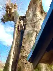 愛宕神社(茨城県)