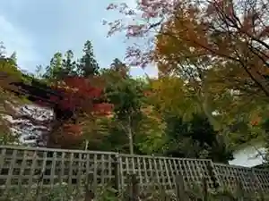 日枝神社(岐阜県)(2024年11月07日(木) 09時23分13秒投稿)