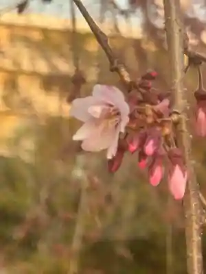 観音神社の{uncategorized: "未分類", other: "その他", undefined: "問題あり", building: "その他建物", grave: "お墓", sacred_gate: "鳥居", guardian: "狛犬", statue: "像", buddha: "仏像", history: "歴史", nature: "自然", garden: "庭園", animal: "動物", pagoda: "塔", temizu: "手水舎", mountain_gate: "山門・神門", sanctuary: "本殿・本堂", subordinate: "末社・摂社", art: "芸術", scenery: "景色", jizo: "地蔵", ema: "絵馬", goshuin: "御朱印", omikuji: "おみくじ", items: "授与品その他", amulet: "お守り", goshuincho: "御朱印帳", eats: "食事", festival: "お祭り", votive_dance: "神楽", shichigosan: "七五三参", wedding: "結婚式", experience: "体験その他", initially: "初詣", around: "周辺", anti_infection: "感染症対策"}