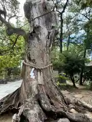 住吉大社(大阪府)