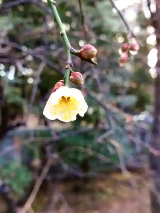 布多天神社(東京都)