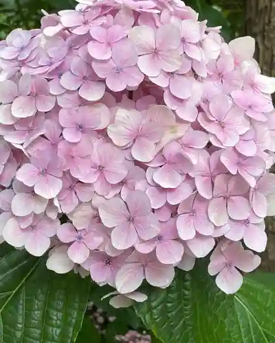 坐摩神社の自然