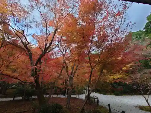 圓光寺(京都府)