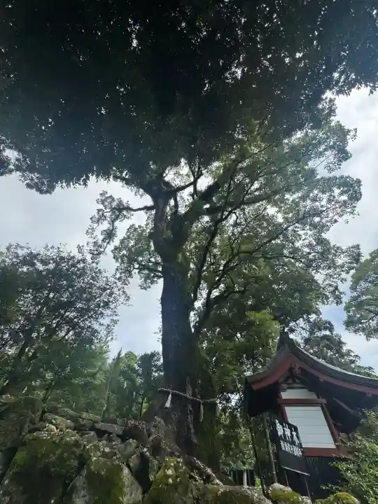 鹿児島神宮(鹿児島県)