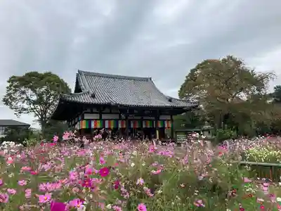 般若寺 ❁﻿コスモス寺❁(奈良県)