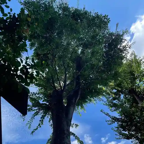 高円寺氷川神社(東京都)