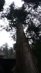 日枝神社の自然