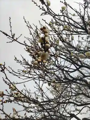 亀戸天神社(東京都)