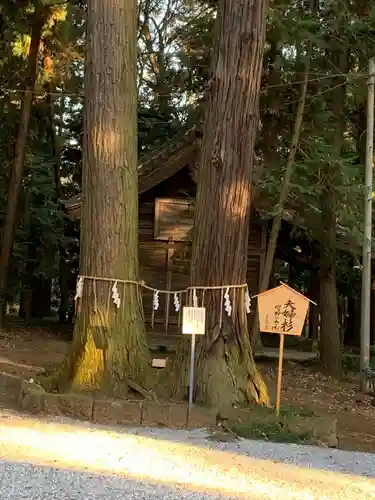 間々田八幡宮の自然
