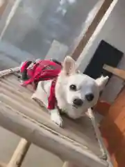 秋保神社の動物